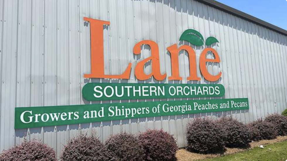 So Many Peaches At Lane Southern Orchards Fort Valley, GA