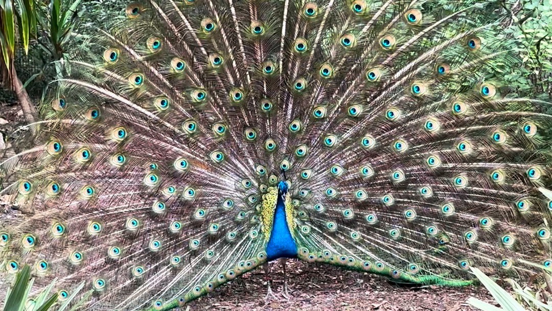 A Wonderful Low-Cost Animal Experience And Family Day Of Fun in Gainesville, Florida At The Santa Fe Teaching Zoo