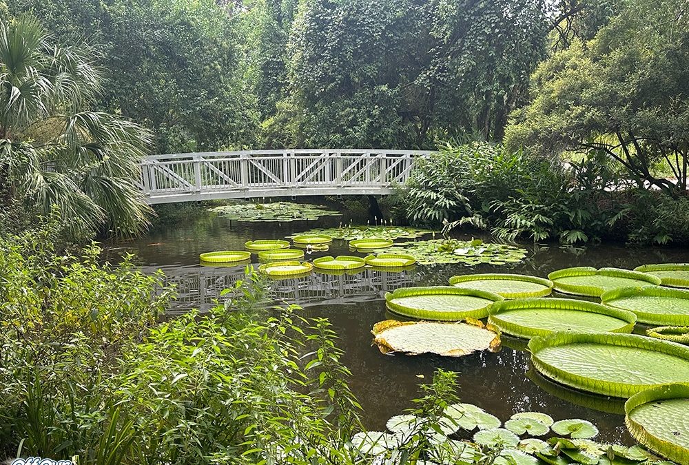 A Trip to Kanapaha Botanical Gardens: Worth the Drive, the Sweat, and the Grief